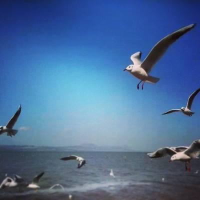 哈利波特官方手游2018